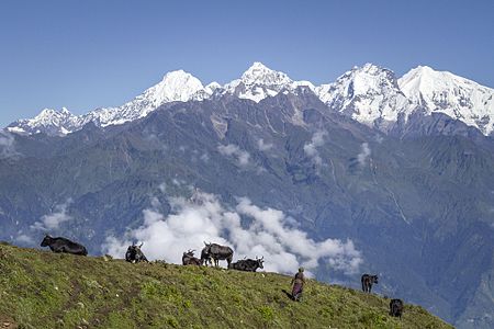 A view of the Langtang Himalayan range from Laurebinayak (3700 m), Rasuwa. © Santosh R. Pathak