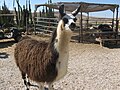 A Llama in the Alpacas farm near Mitzpe Ramon, Israel