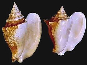 Duas conchas de M. costatus, em vista inferior.