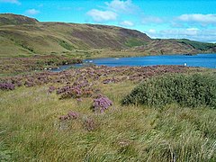 Loch Arail in late summer, heather in bloom