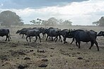 Los Llanos, Venezuela (12832335223).jpg