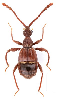 Самец жука Pselaphodes distincticornis