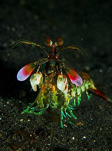 Mantis shrimp from front.jpg