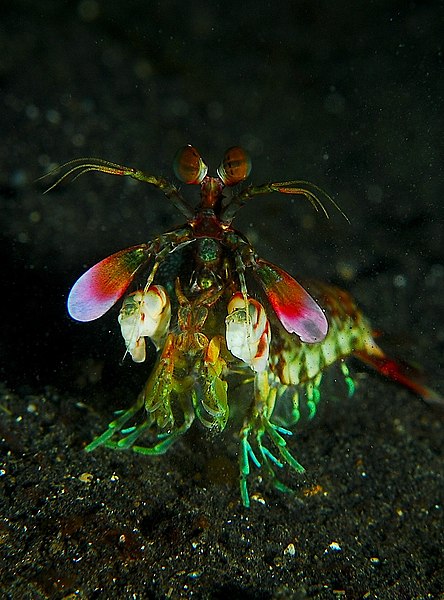 File:Mantis shrimp from front.jpg
