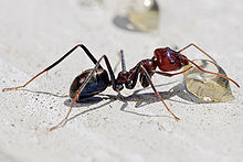 Meat ant workers (always female) are related to a parent by a factor of 0.5, to a sister by 0.75, to a child by 0.5 and to a brother by 0.25. Therefore, it is significantly more advantageous to help produce a sister (0.75) than to have a child (0.5). Meat eater ant feeding on honey.jpg