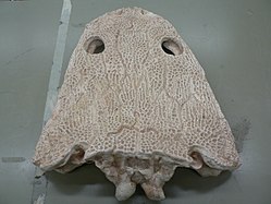 Cranio di Metoposaurus, in vista dorsale