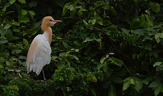 গবাদি পশু প্রজনন প্লামেজ মধ্যে egret