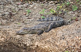 Mugger crocodile at Gir