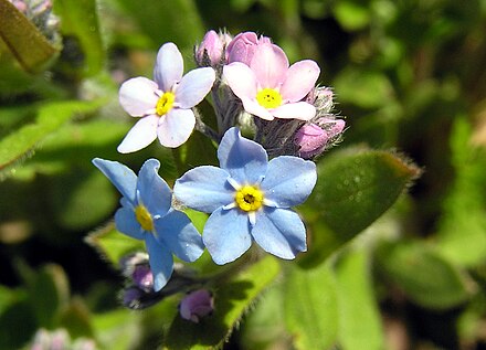 The Forget-me-not is the official flower for Grandparent's Day.