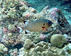 Un poisson-soldat pourpre (Myripristis adusta)