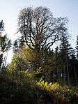 Bergahorn auf einer Weideparzelle des Judenhofbauern