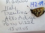 Melitaea asteria – Flügelunterseite