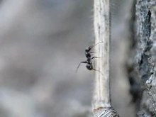 File:Neoneurus vesculus ovipositing in workers of the ant Formica cunicularia.ogv