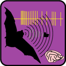 Echolocation in bats is one model system in neuroethology. Neuroethology of bat echolocation.png