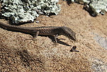 Niveoscincus ocellatus skink closeup.JPG