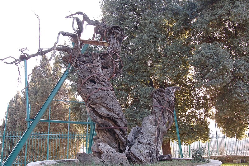 http://upload.wikimedia.org/wikipedia/commons/thumb/e/eb/Oak_of_Mamre_1.jpg/800px-Oak_of_Mamre_1.jpg