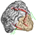 Left cerebral hemisphere, viewed from the back. (Intraparietal sulcus visible at top center)