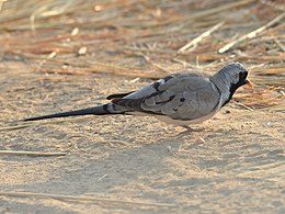 Ilgauodegis purplelis (Oena capensis)