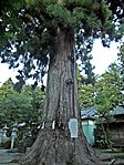 涼ヶ岡八幡神社の夫婦杉 2本あったが平成14年に1本が倒壊したため、現在は1本のみである