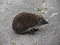 Overdags in Białowieża, Polen.