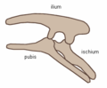 Ornithischian pelvis structure (left side)