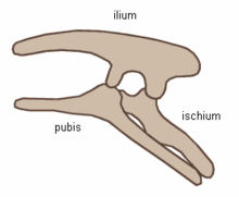 Estructura pélvica en Ornithischia.