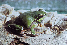 Pine Barren's Treefrog