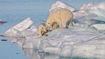 Februar 2024: Eisbären, Spitzbergen