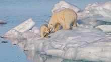 A polar bear and its cub stand on sea ice near clear blue water with few waves.