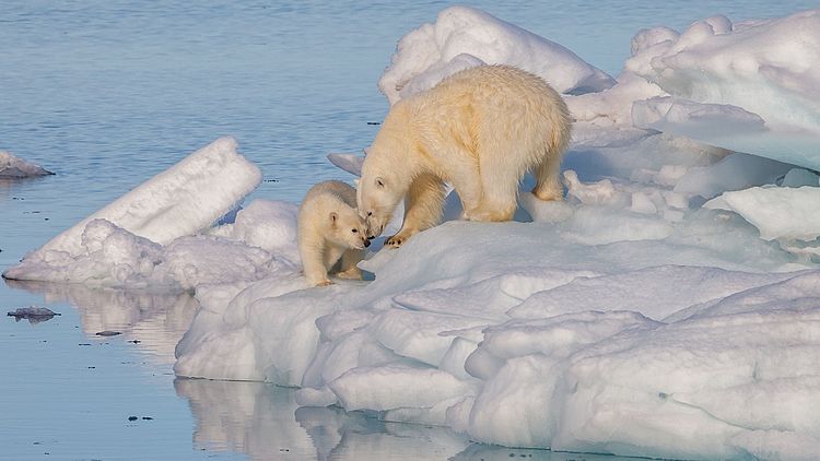 Самка белого медведя (Ursus maritimus) с детёнышем на дрейфующей льдине в проливе Хинлопена (Шпицберген)