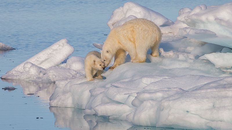 图为浮冰上的一对北极熊母子，母亲正在催促幼熊下水，摄于斯瓦尔巴群岛的欣洛彭海峡。