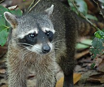 El mapache cangrejero (Procyon cancrivorus), como este en Manuel Antonio, se alimenta principalmente de especímenes de Gecarcinus quadratus y Cardisoma guanhumi.