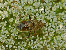 Rhopalidae - Rhopalus lepidus.JPG