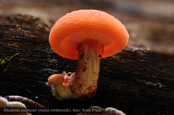 Roosa võrkheinik Rhodotus palmatus