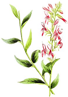 Kardinals-Lobelie (Lobelia cardinalis)