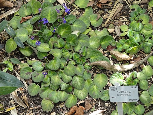 Saintpaulia brevipilosa - Copenhagen Botanical Garden - DSC07427