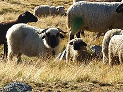 Schwarznasenschafe gibt's nicht nur im Wallis