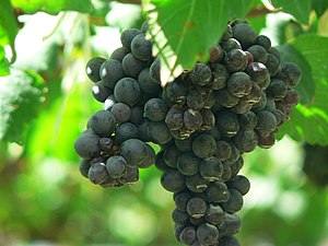 English: Clusters of Shiraz, or Syrah grapes. ...