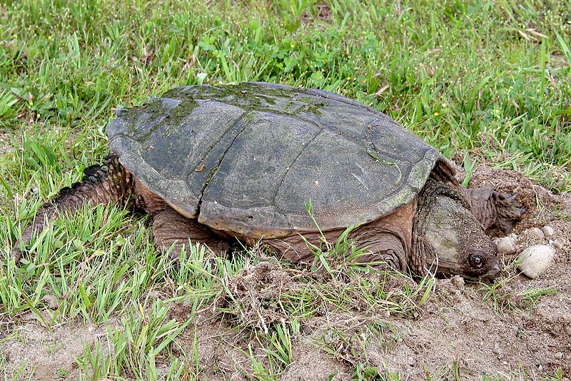 800px-Snapping_turtle_1_md.jpg