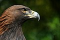El águila real (Aquila chrysaetos) es una de las aves de presa más conocidas y ampliamente distribuidas de la Tierra. Al igual que muchas otras especies de águilas, pertenece al género Aquila y la familia Accipitridae. Su área de distribución abarca gran parte de América del Norte, Eurasia y el norte de África. Por Richard Bartz