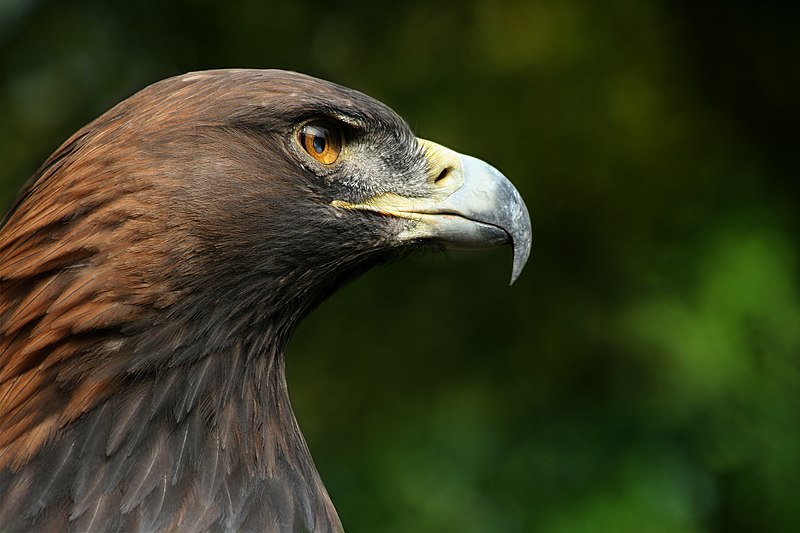 Image:Steinadler Aquila chrysaetos closeup2 Richard Bartz.jpg