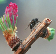 Strobilomyia, parasite des cônes de Mélèze.