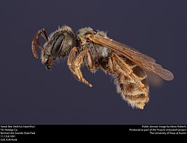 Halictus tripartitus