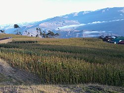The village Tarata in the Quiabaya Municipality