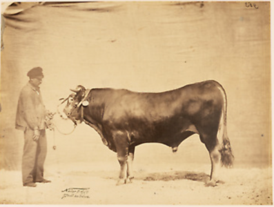 Taureau garonnais, Concours agricole universel de Paris, 1856.