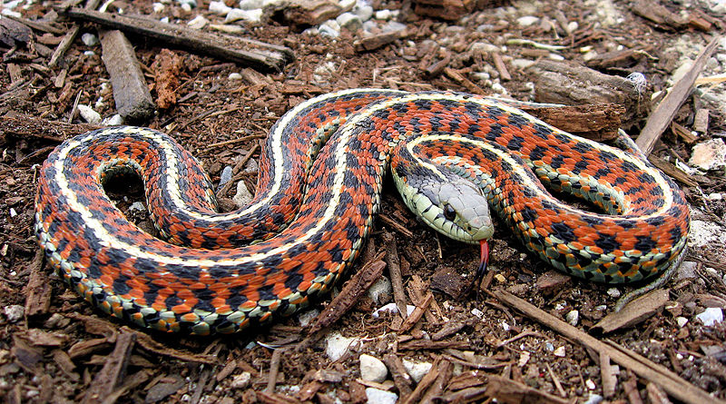 Coastal Garter Snake