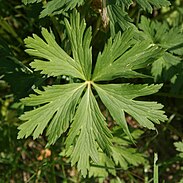 Trollius europaeus Schwaebisch Hall-Wackershofen 20080530 3.jpg