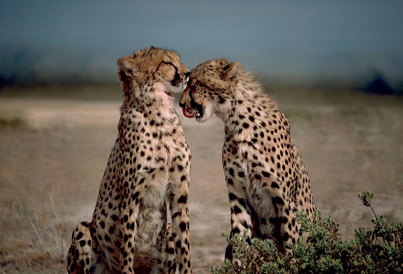 Soubor:Two cheetahs together.jpg