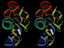 Stereo 3D image of a group I intron ribozyme (PDB file 1Y0Q); gray lines show base pairs; ribbon arrows show double-helix regions, blue to red from 5' to 3'
end; white ribbon is an RNA product. Twort groupI intron RNAribbon stereo.jpg