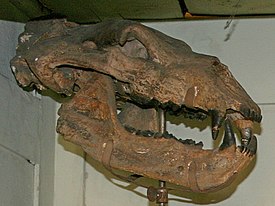 Ископаемый череп